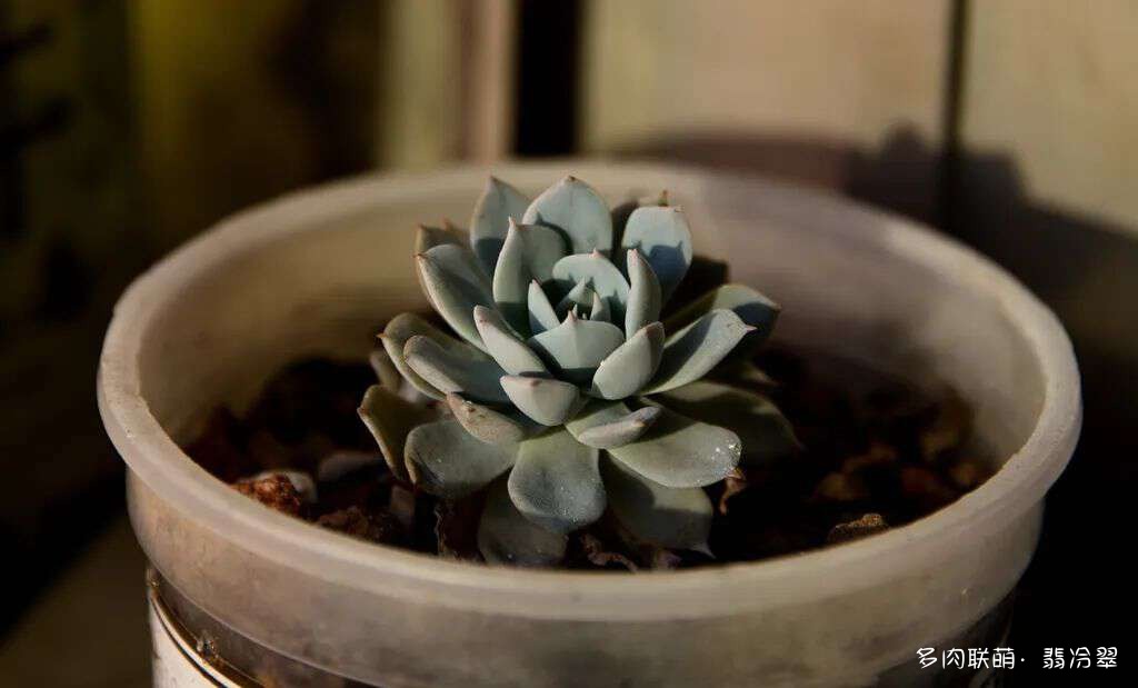 活下来好养的多肉植物