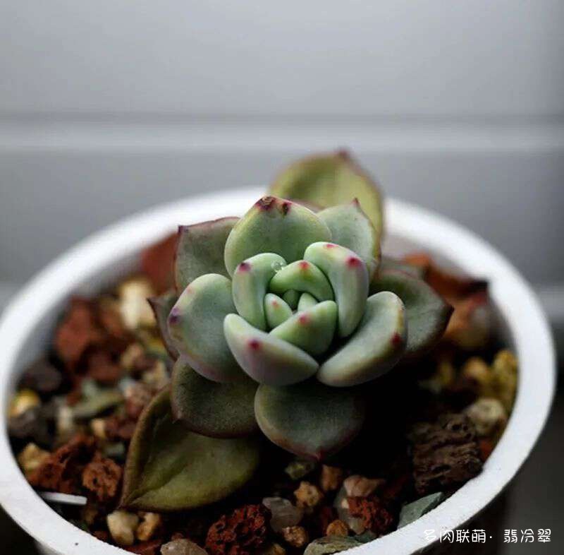 活下来好养的多肉植物