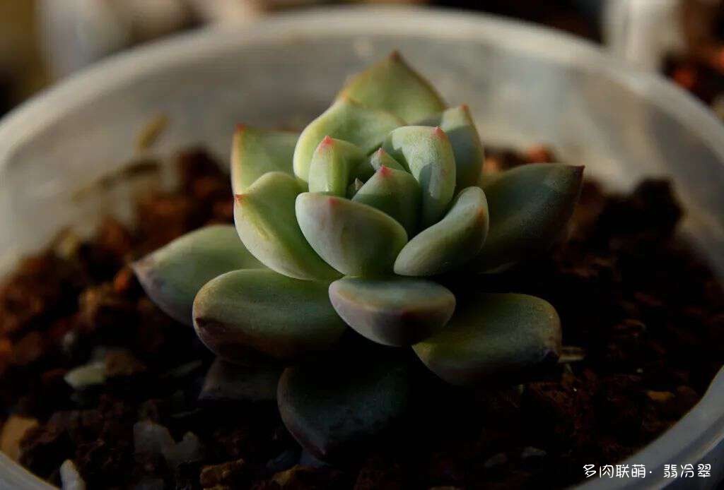 活下来好养的多肉植物