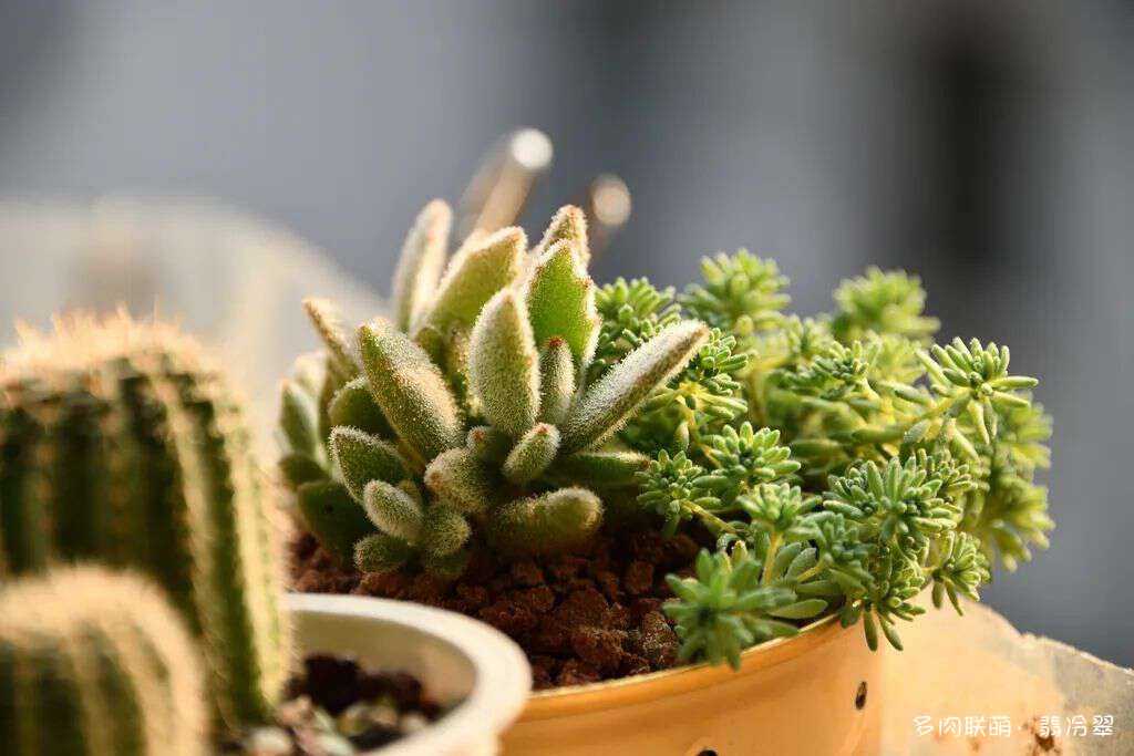 活下来好养的多肉植物