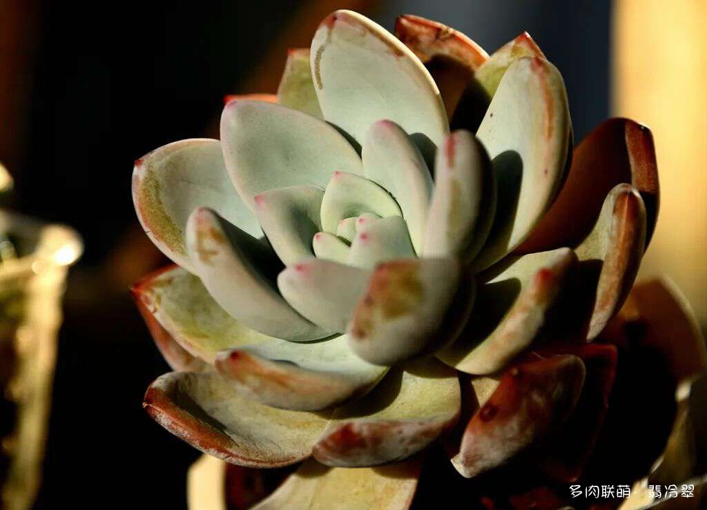 活下来好养的多肉植物