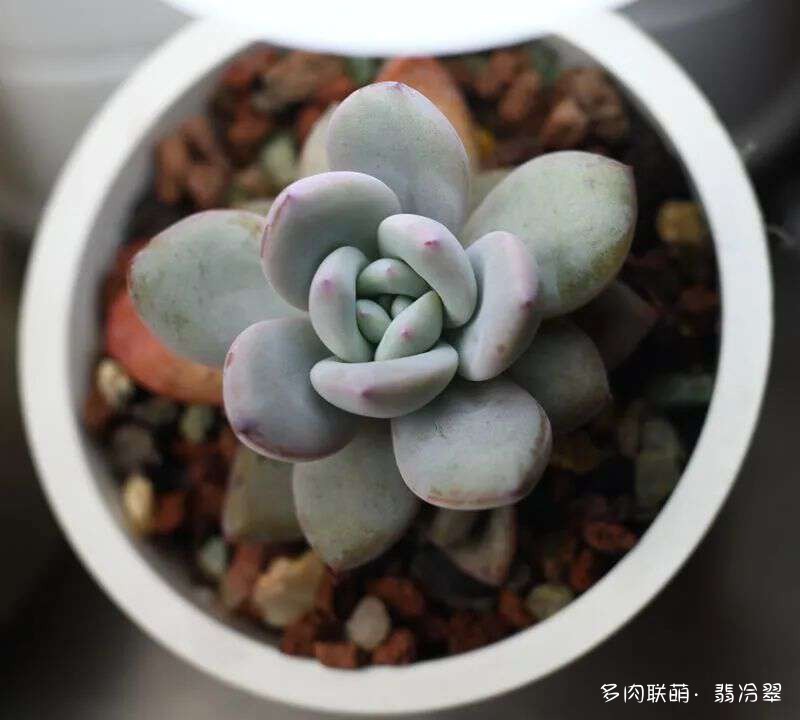 活下来好养的多肉植物
