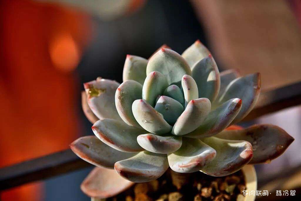 活下来好养的多肉植物