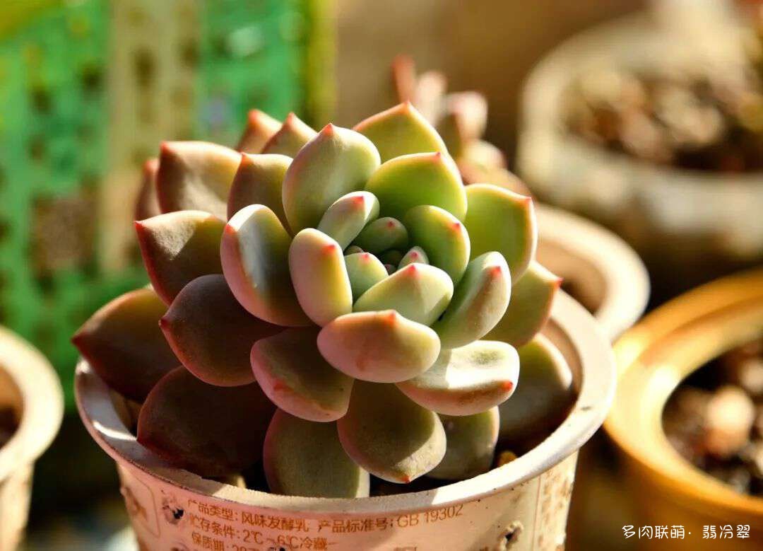 活下来好养的多肉植物