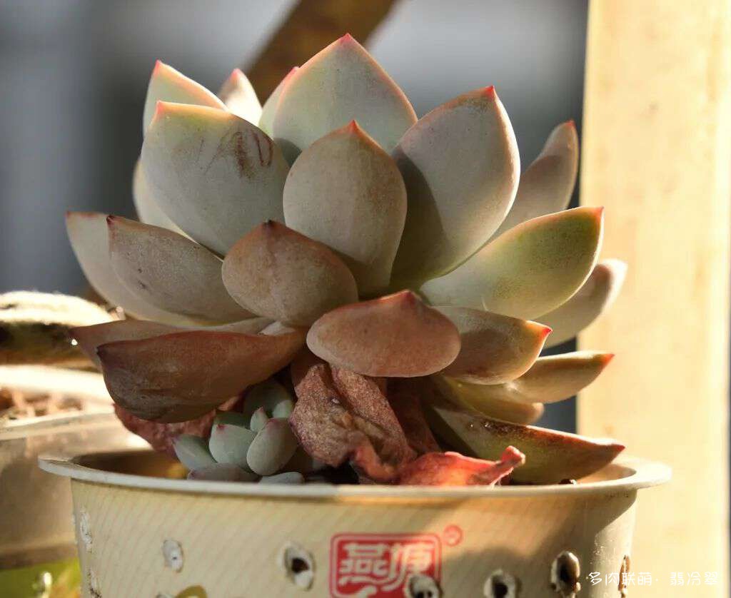 活下来好养的多肉植物