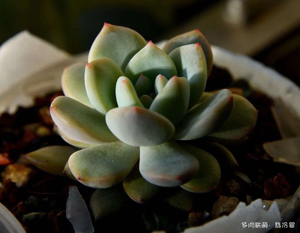 活下来好养的多肉植物