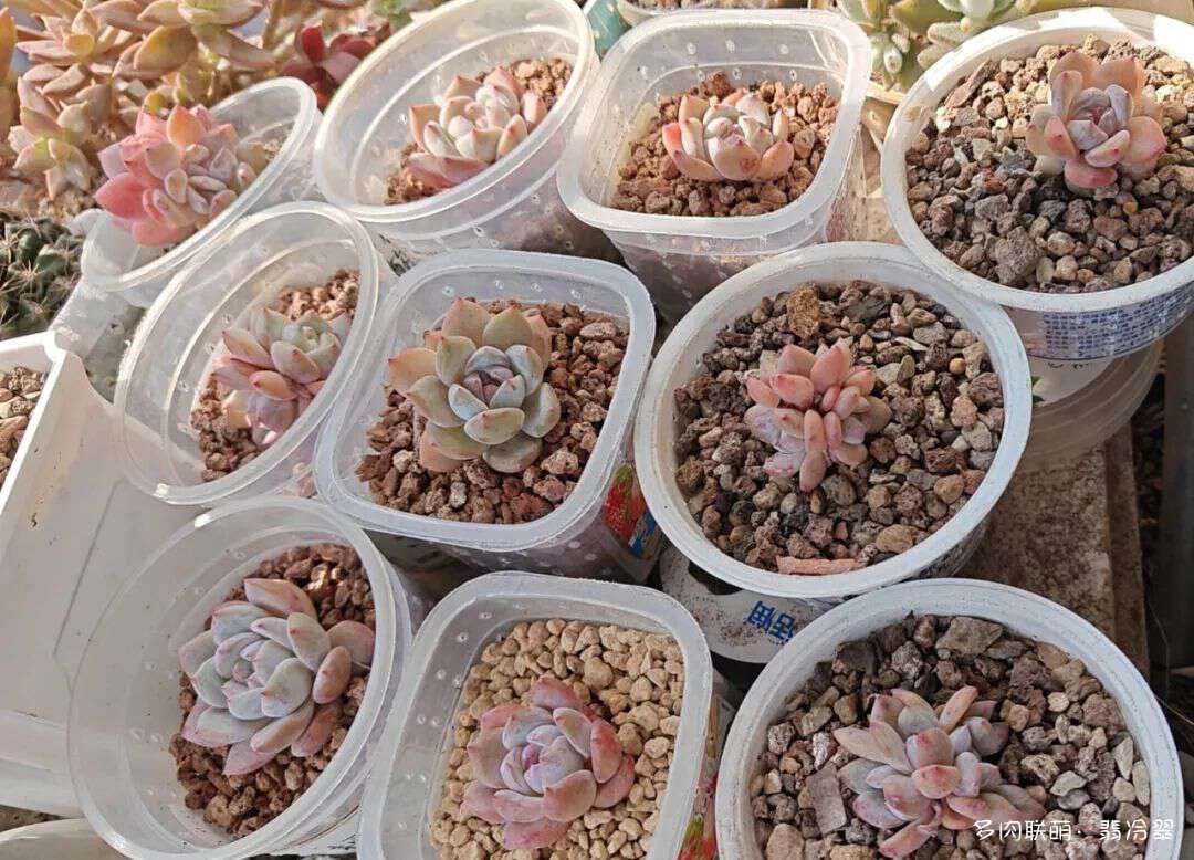 活下来好养的多肉植物