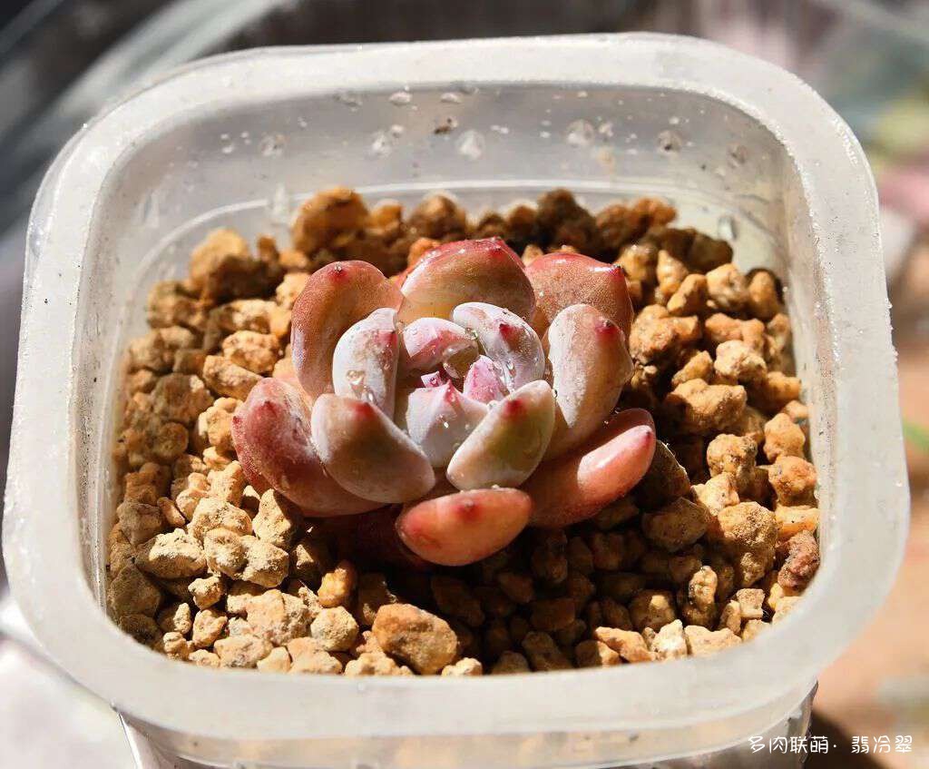 活下来好养的多肉植物