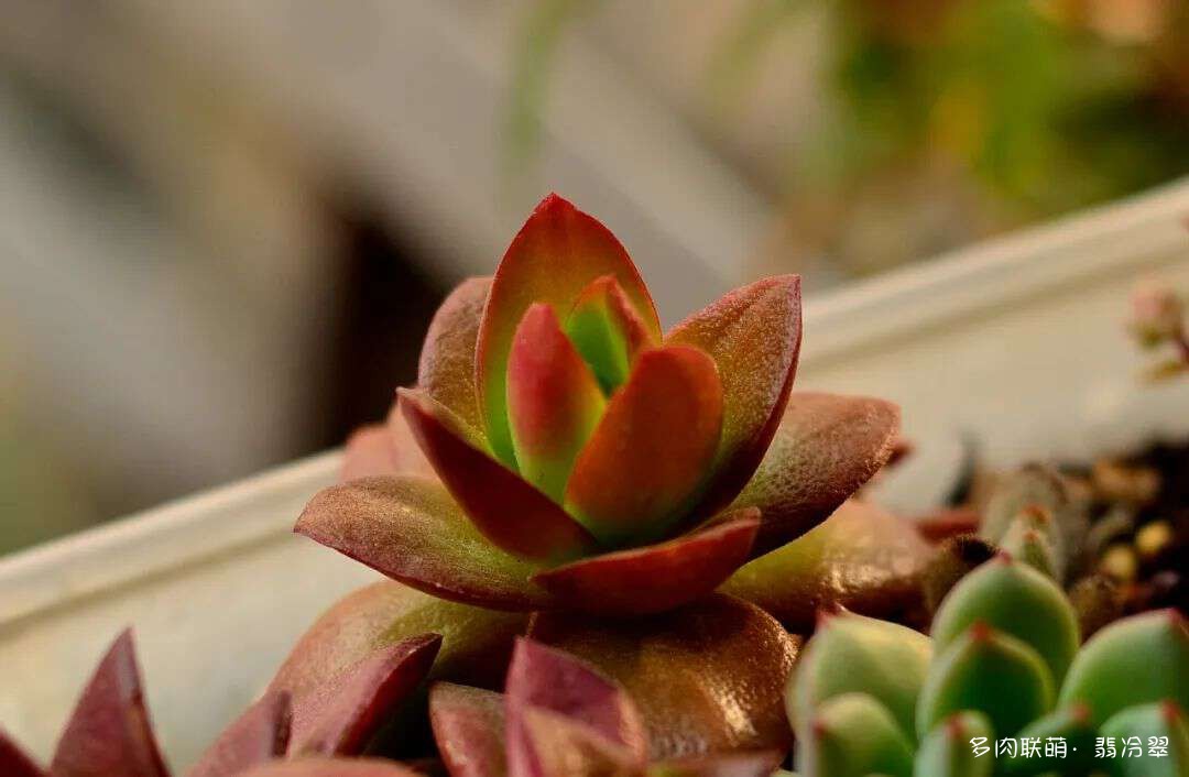 活下来好养的多肉植物