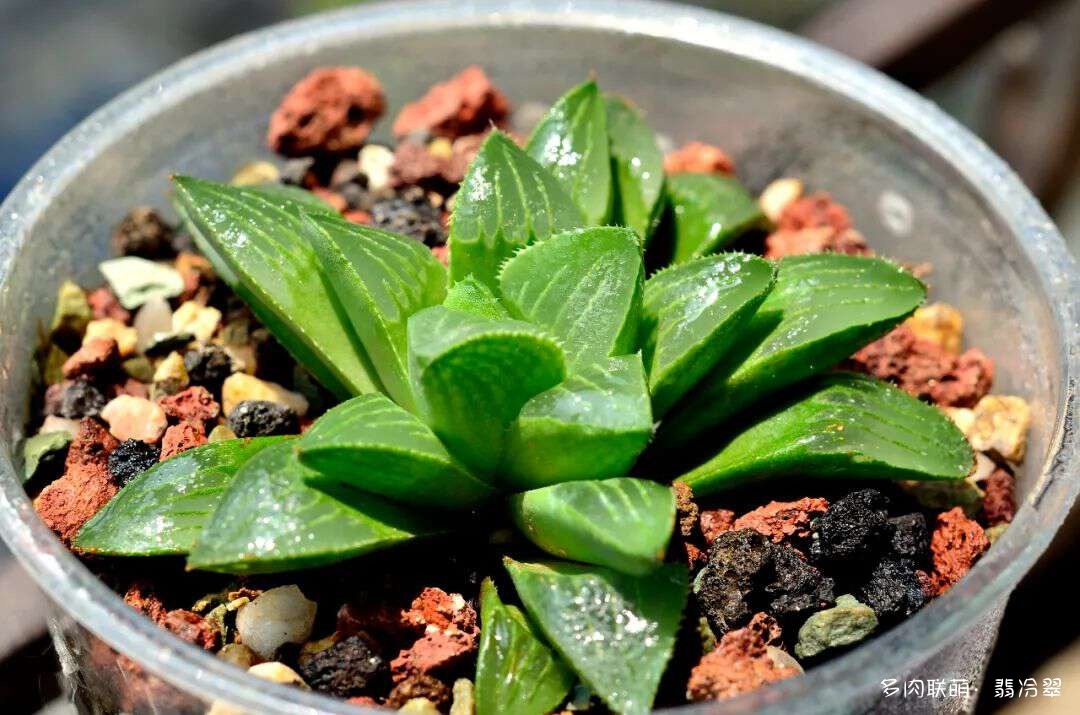 活下来好养的多肉植物