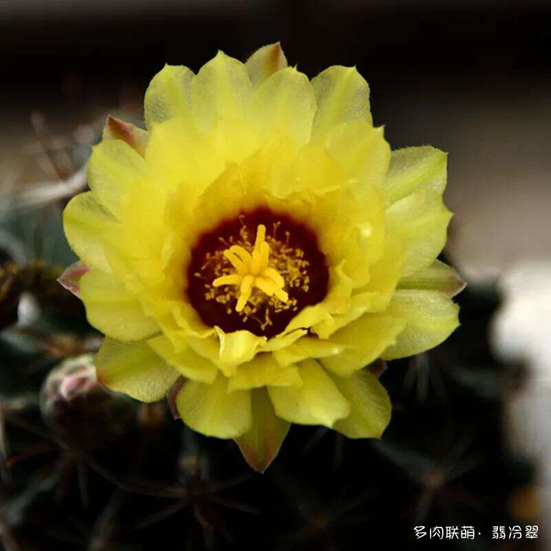 活下来好养的多肉植物