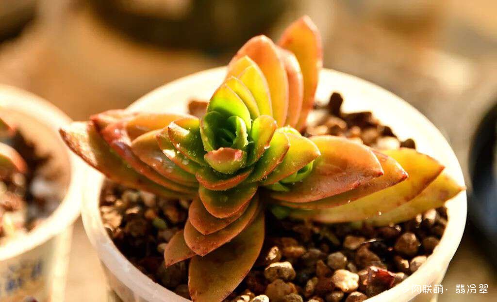 活下来好养的多肉植物