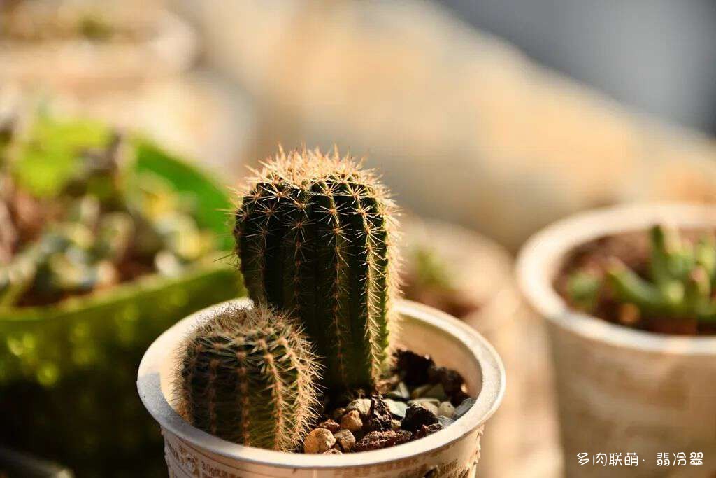 活下来好养的多肉植物