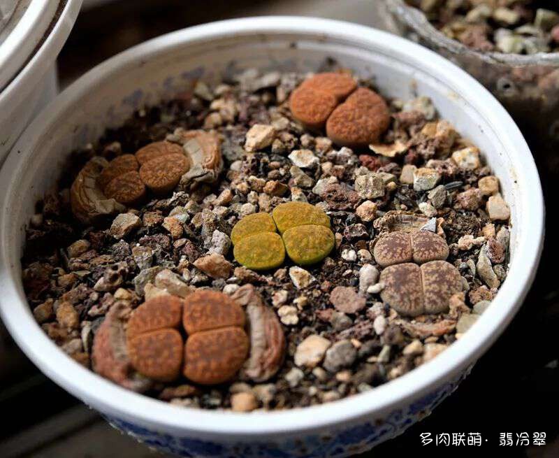 活下来好养的多肉植物