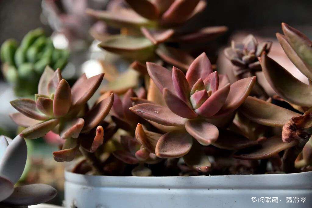 活下来好养的多肉植物