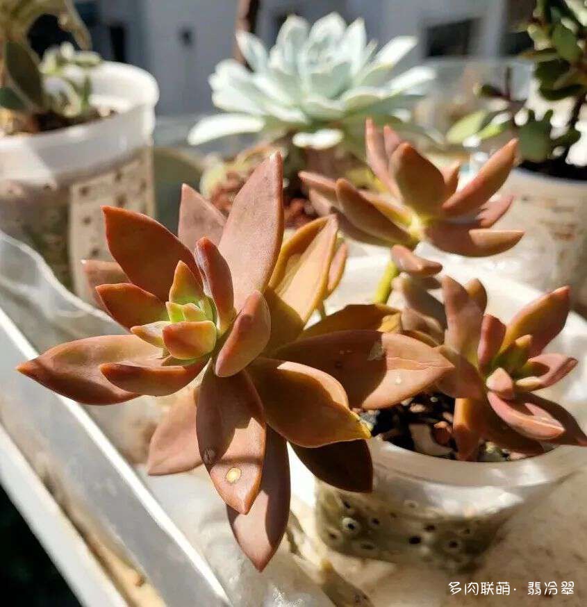 活下来好养的多肉植物