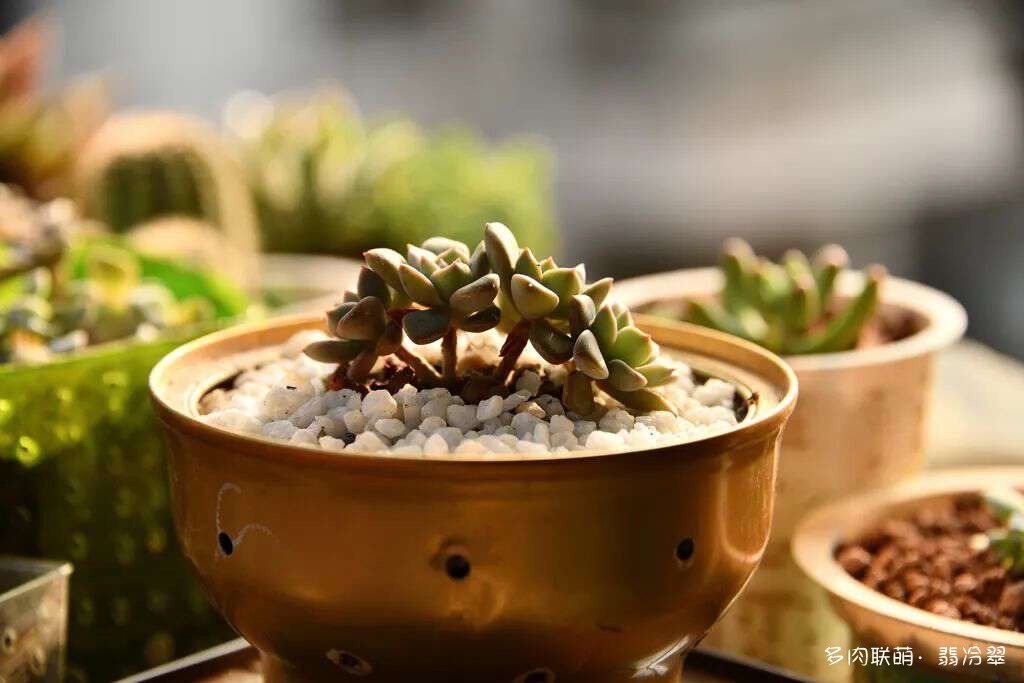 活下来好养的多肉植物