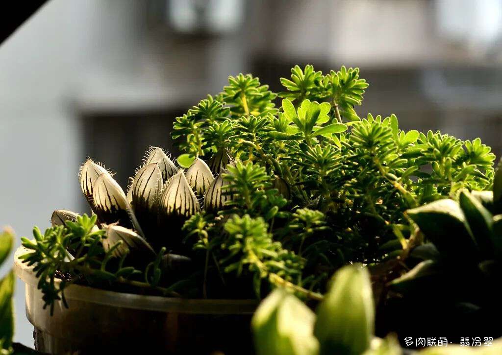 活下来好养的多肉植物