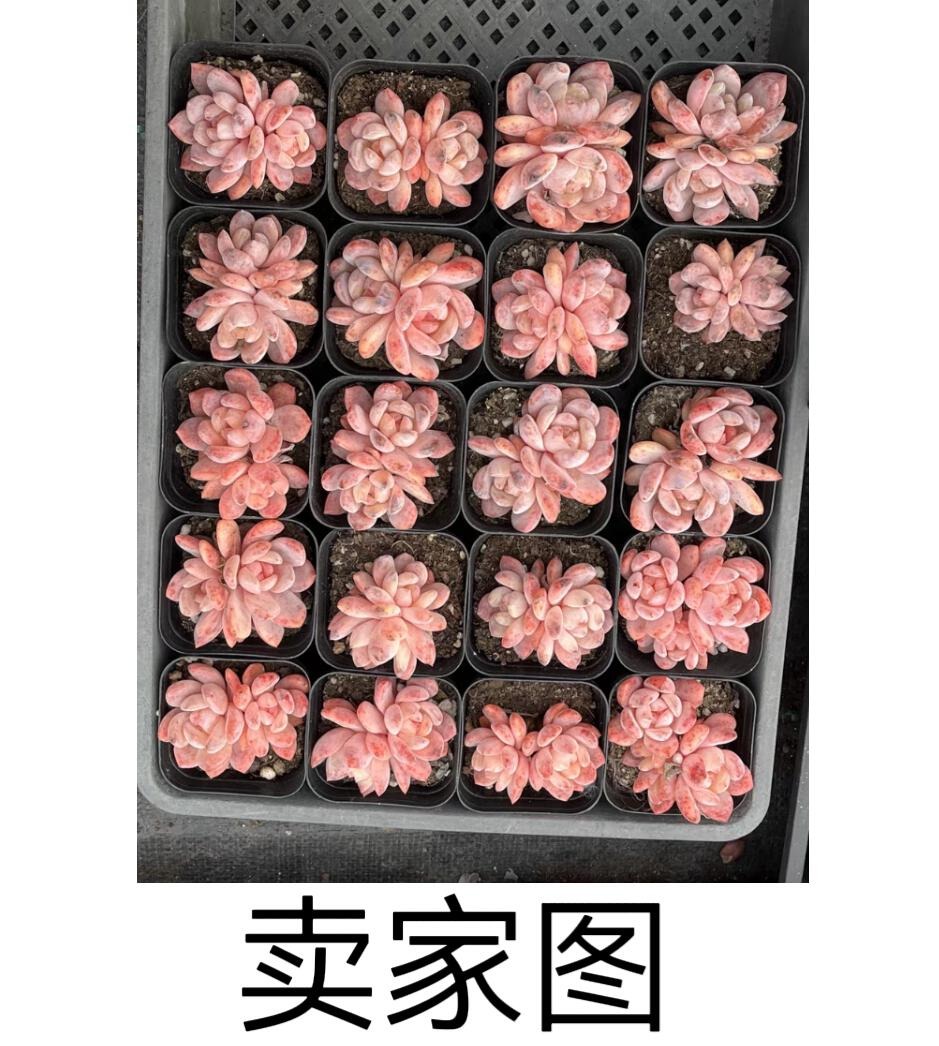 橙子系多肉