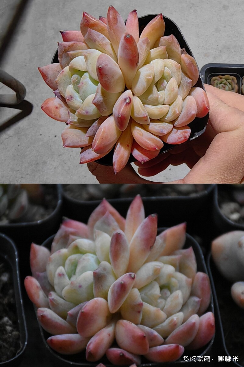 橙子系多肉