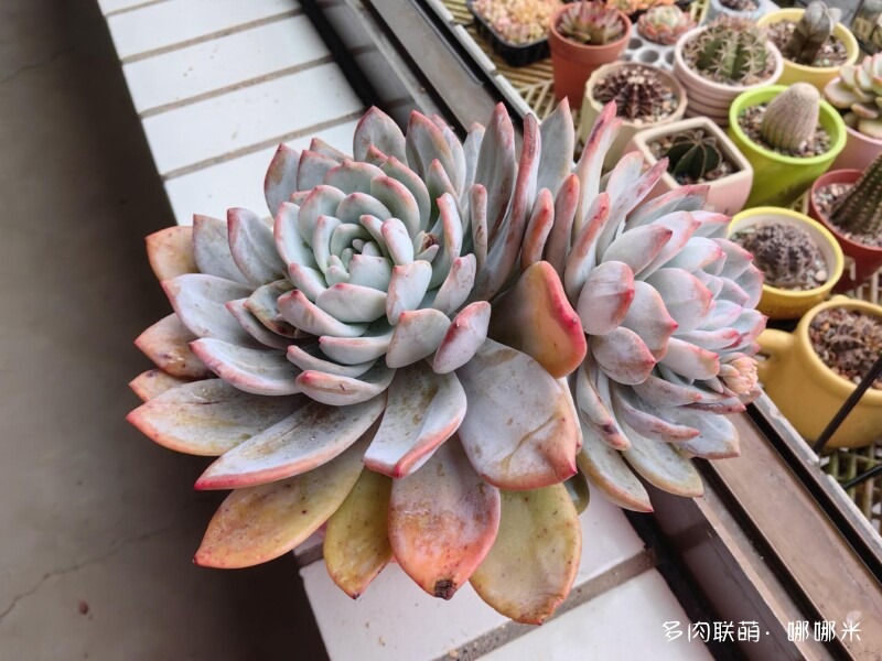 橙子系多肉