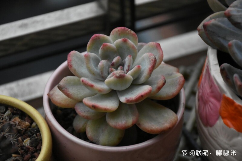 橙子系多肉