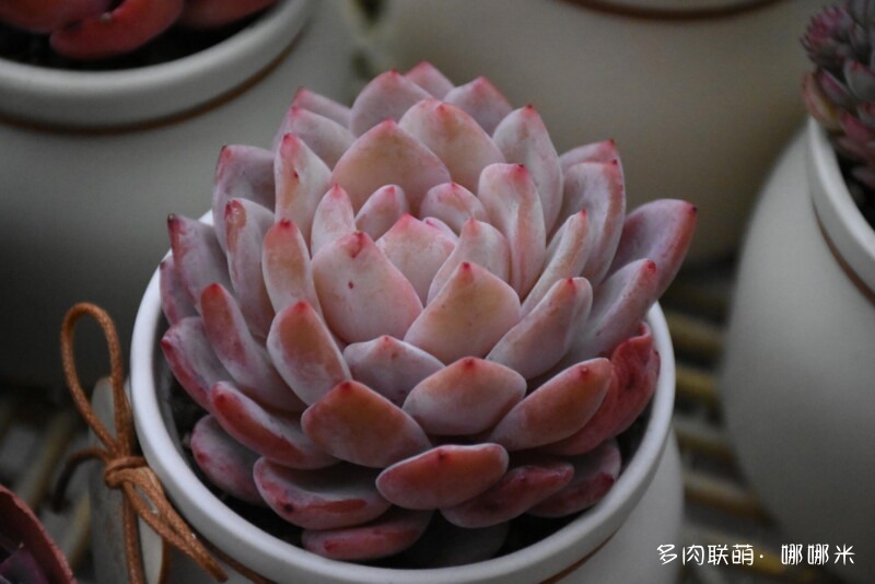橙子系多肉