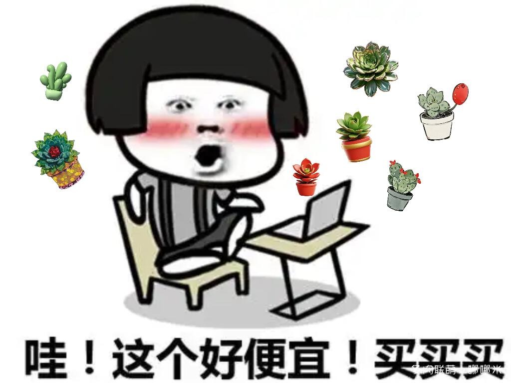 橙子系多肉