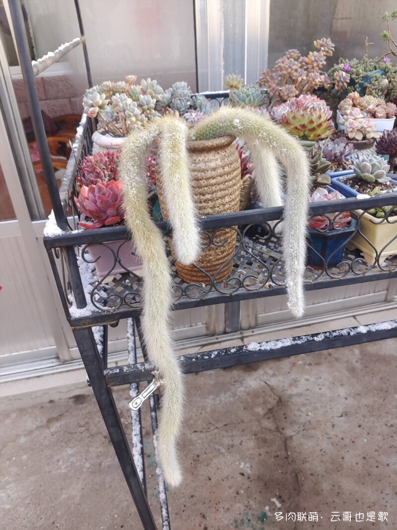 下雪了，多肉