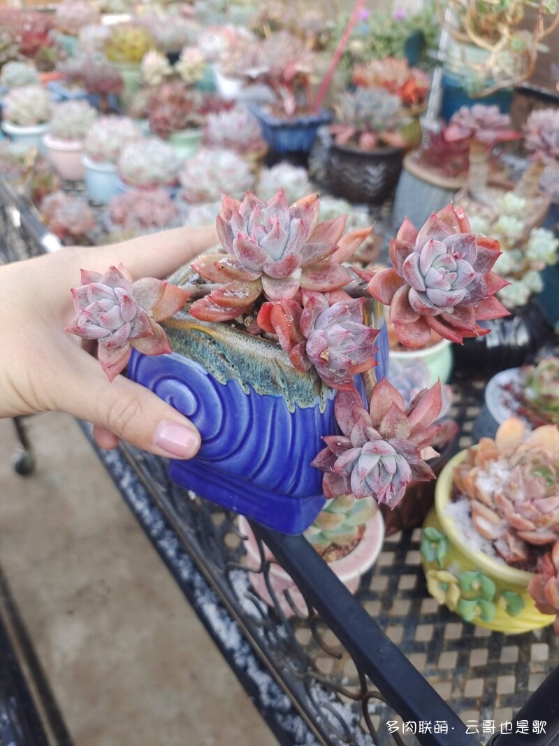 下雪了，多肉