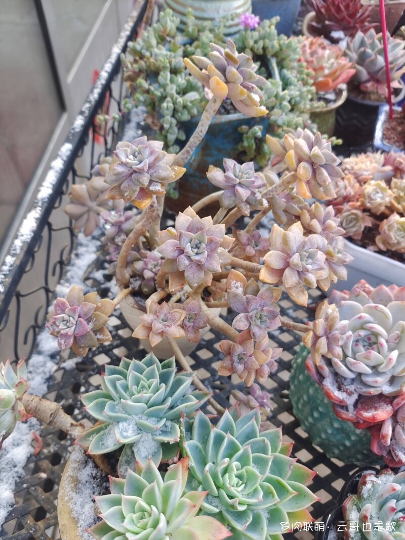 下雪了，多肉