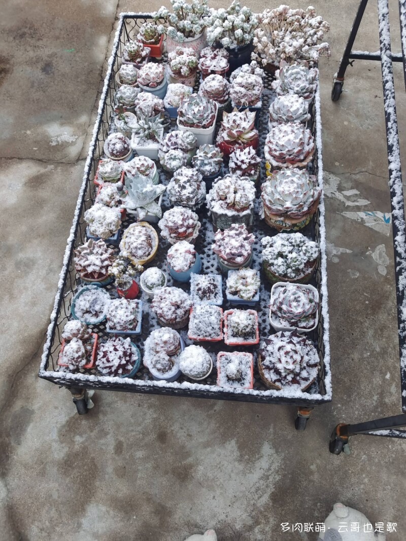 下雪了，多肉
