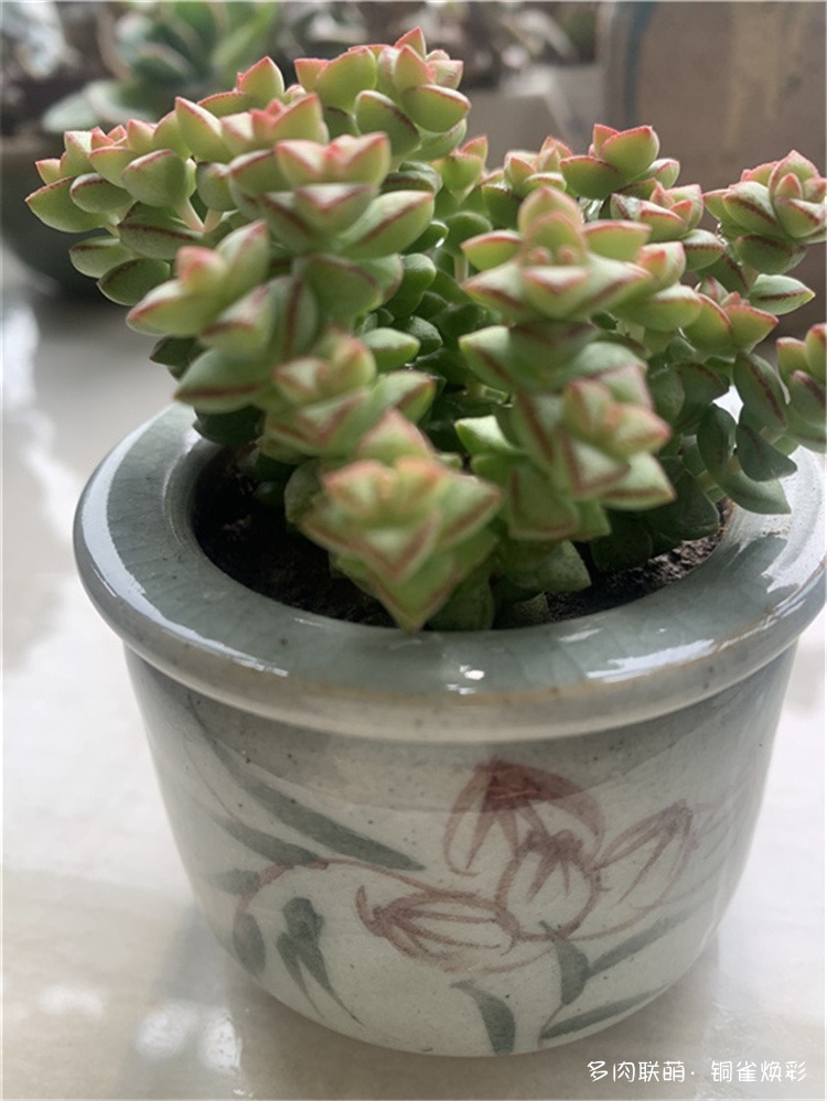小米星