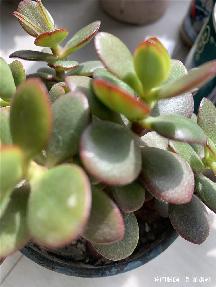 姬红花月