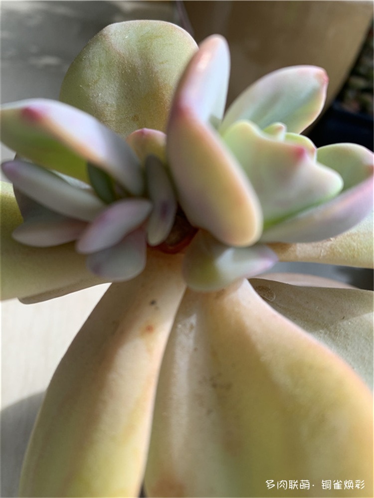 白凤