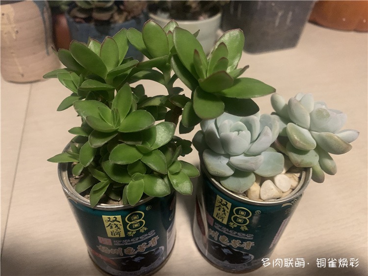 天狗之舞和冰玉