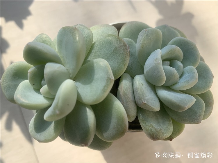 冰玉