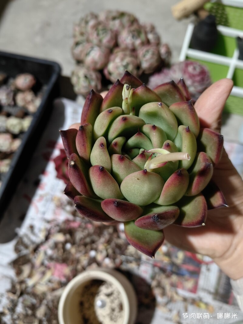 买了好多多肉
