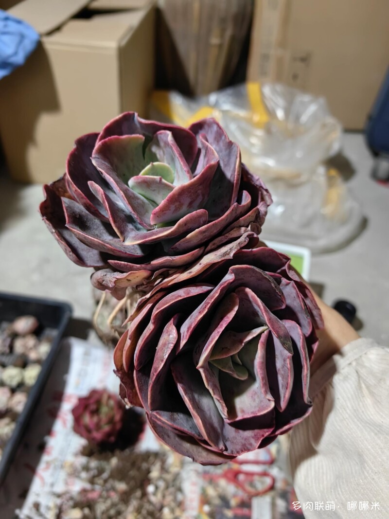 买了好多多肉