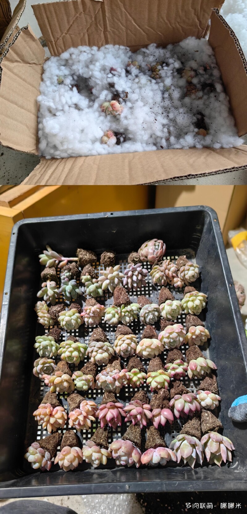买了好多多肉