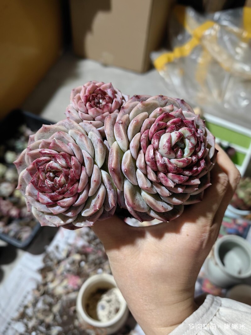 买了好多多肉