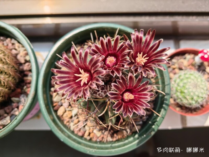 买了好多多肉