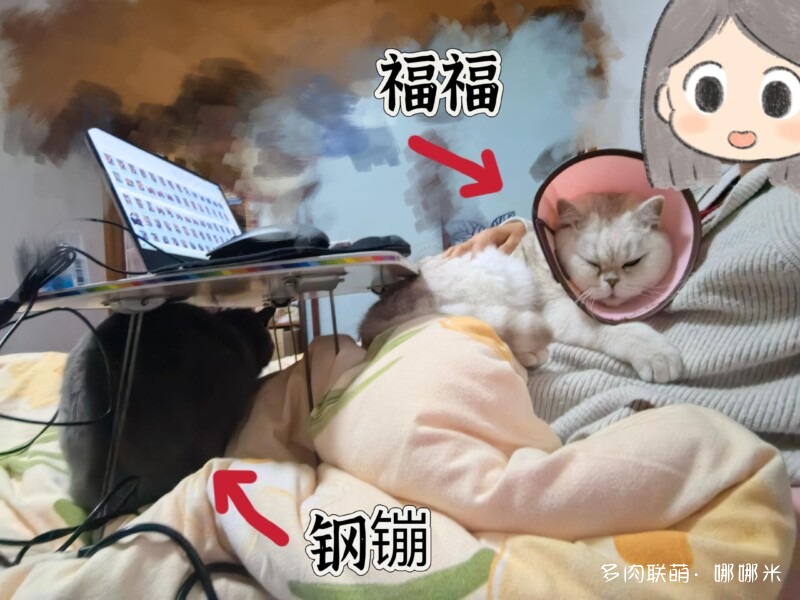 买了好多多肉
