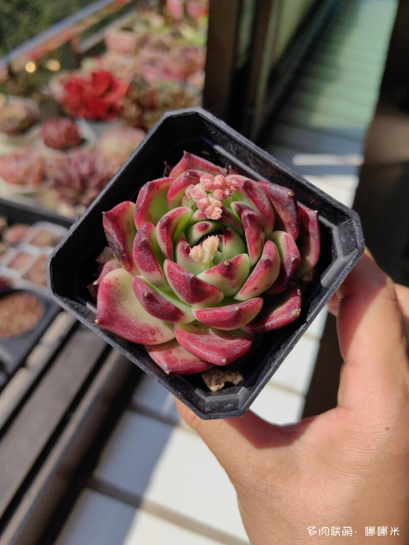 太阳下的多肉