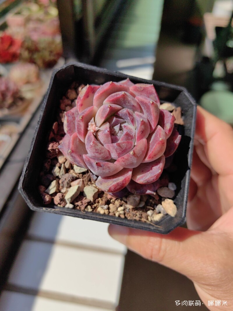 太阳下的多肉