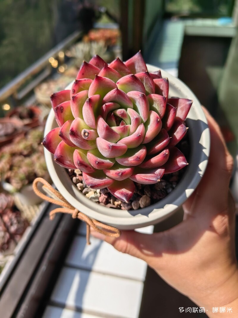 太阳下的多肉