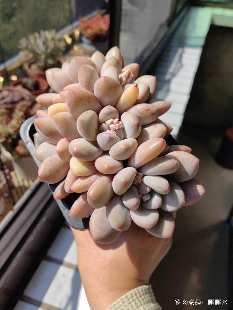 太阳下的多肉