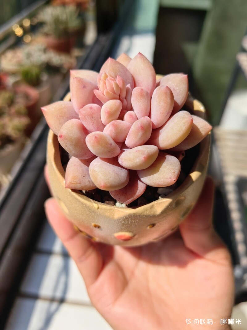 太阳下的多肉