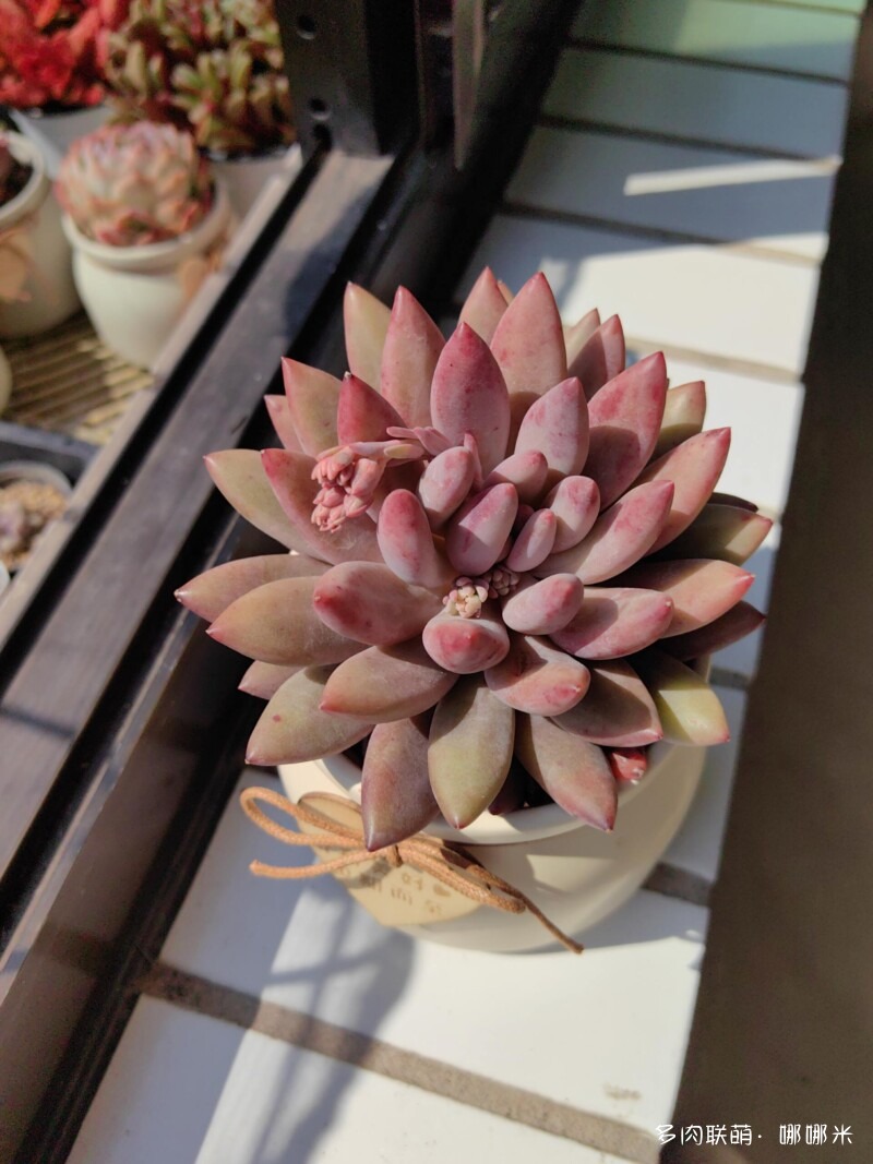 太阳下的多肉