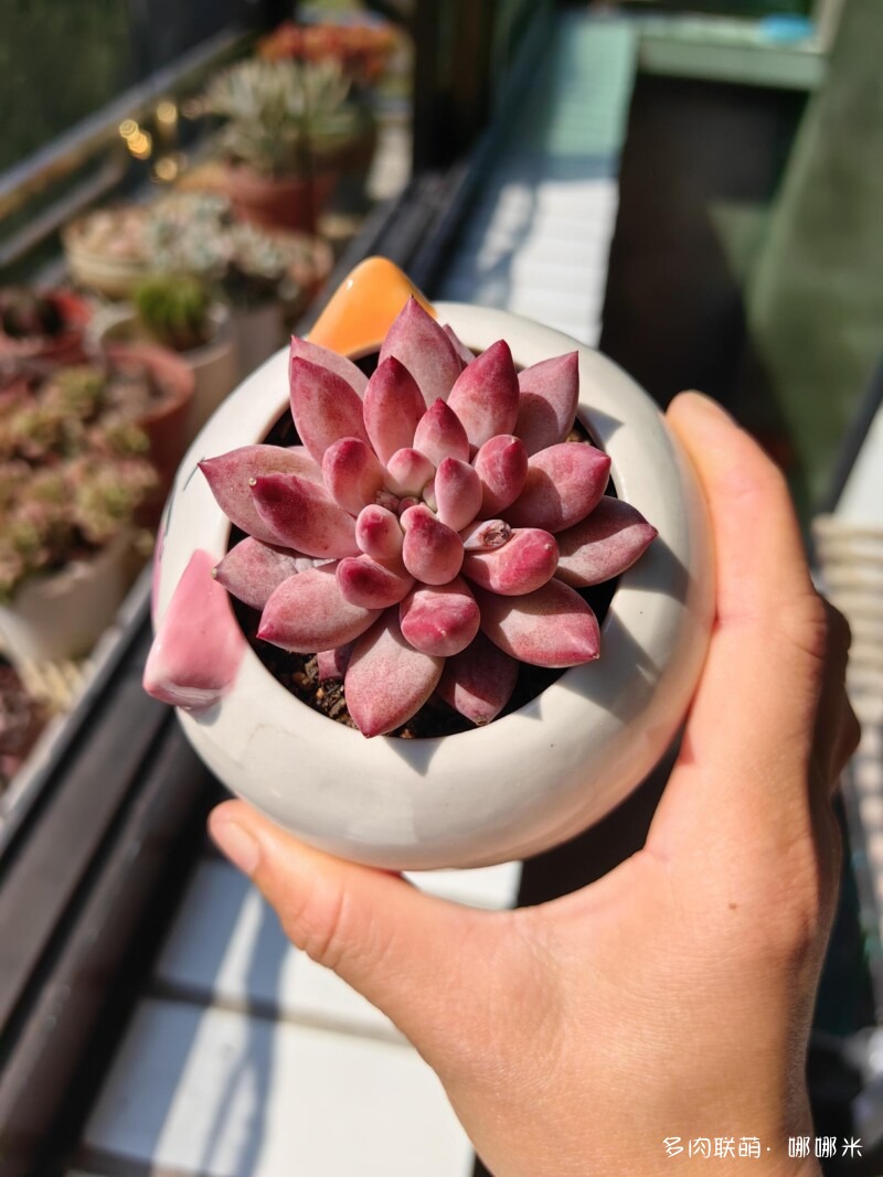 太阳下的多肉